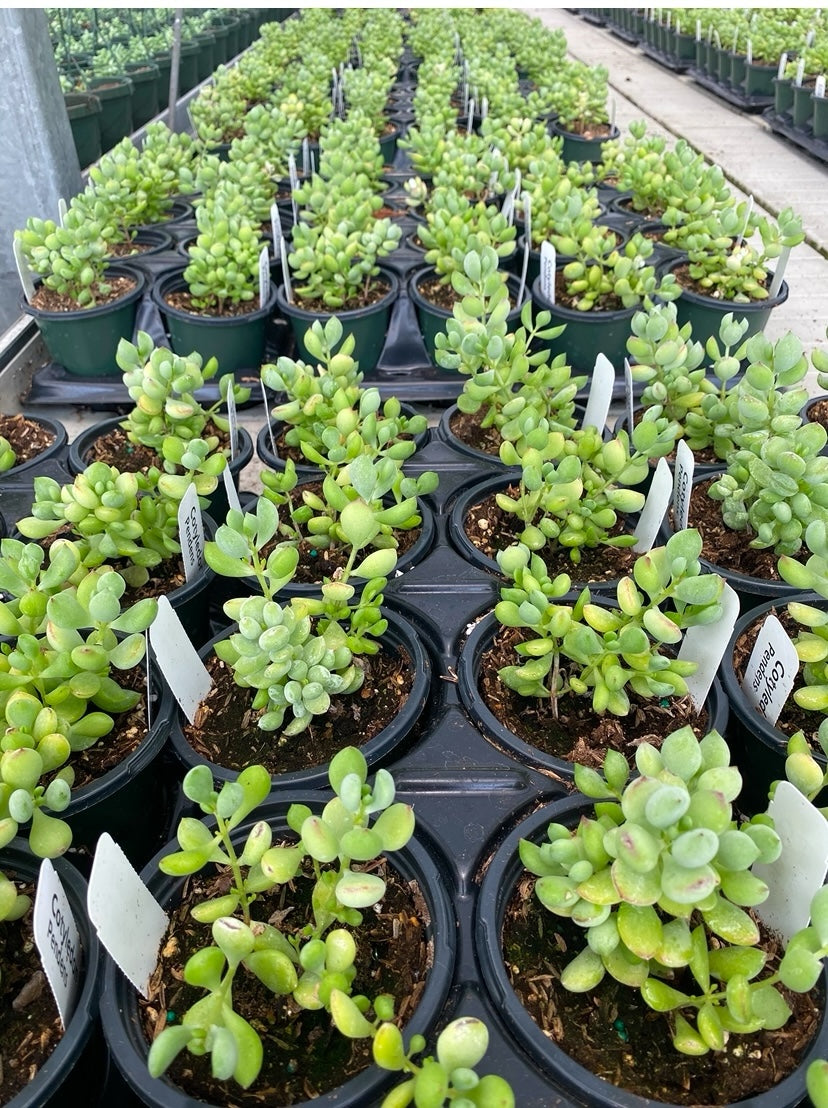 Cotyledon Pendens -Cliff Cotyledon *4” pot