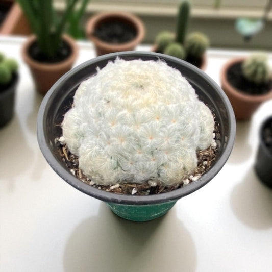 Mammillaria Plumosa - “Feather Cactus” 4” pot