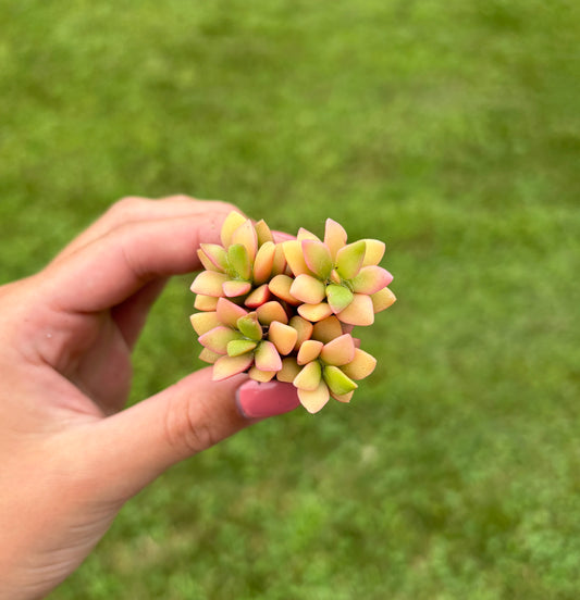 Anacampseros rufescens 'Sunrise' Sand Rose- Variegated