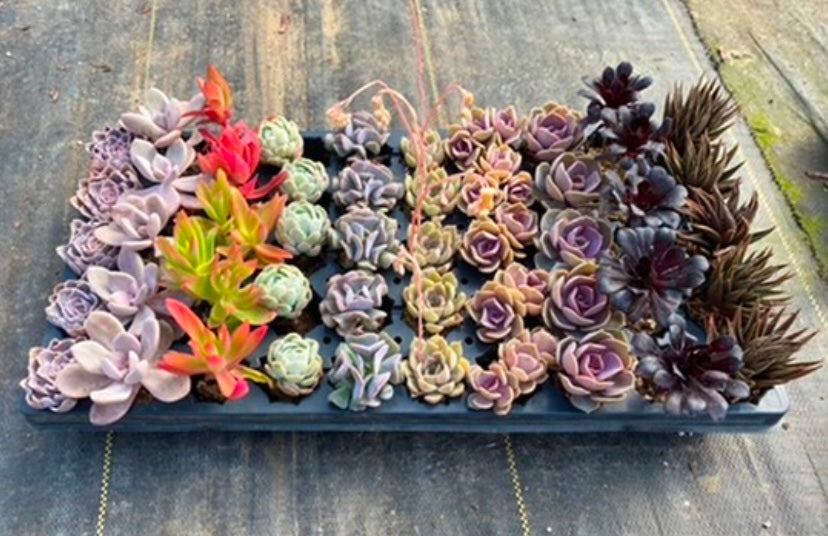 Custom Assorted live rooted Succulent plugs