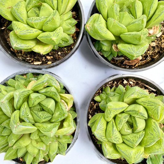 Haworthia Cymbiformis -Cathedral window 4” pot