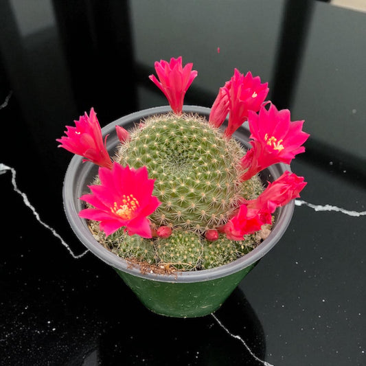 Rebutia Miniscula Cactus - 4” pot