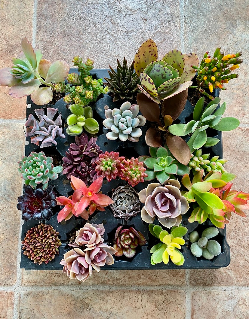 Custom Assorted live rooted Succulent plugs