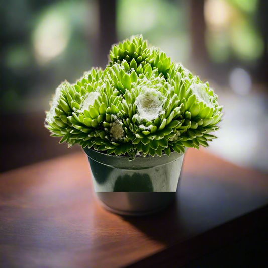 Sempervivum Arachnoideum - Hens & Chicks 4" pot