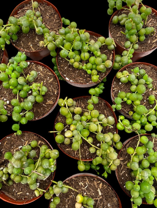 String of Pearls 2.5” pot