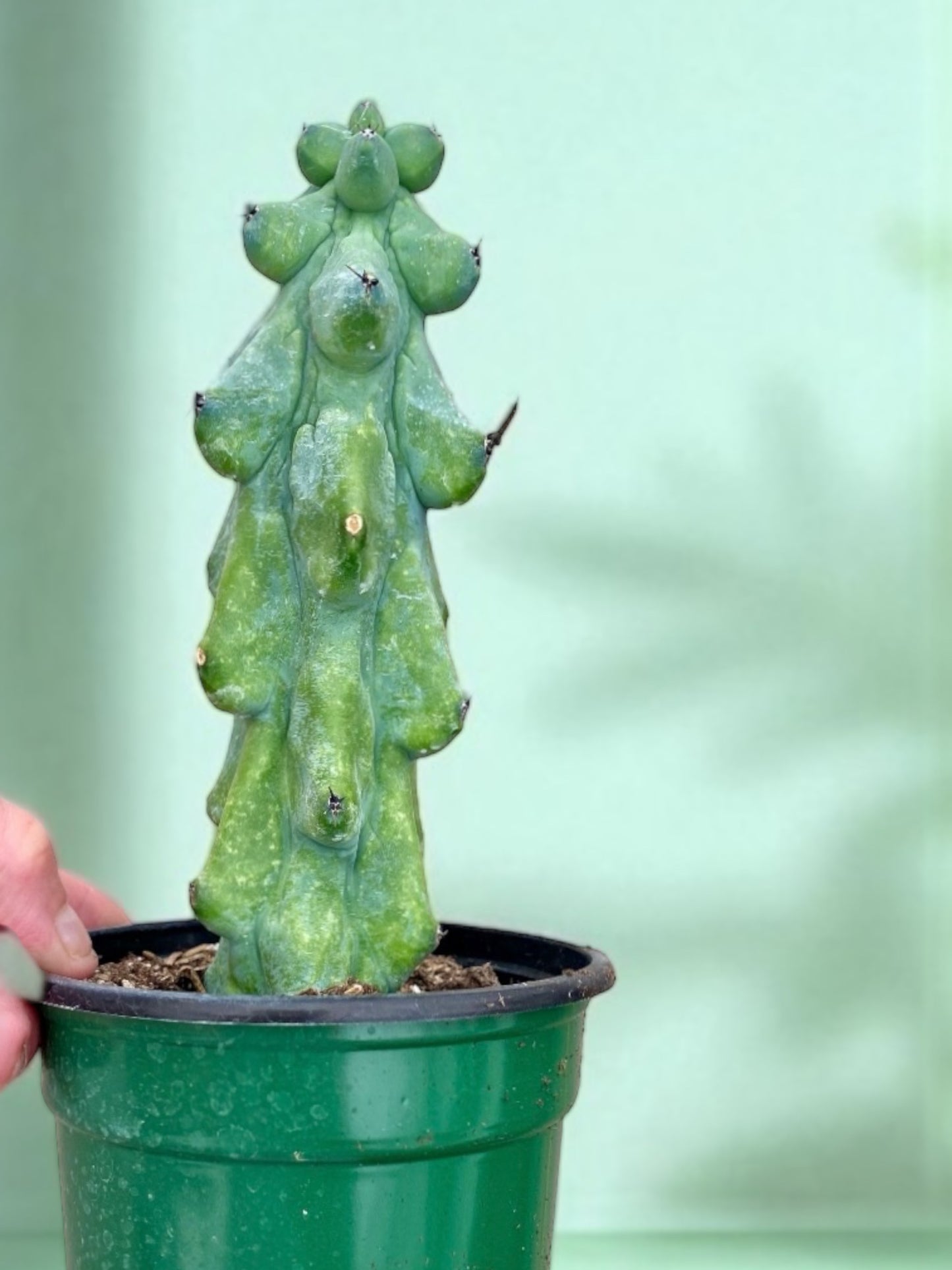 Myrtillocactus geometrizans - “Boobie Cactus”