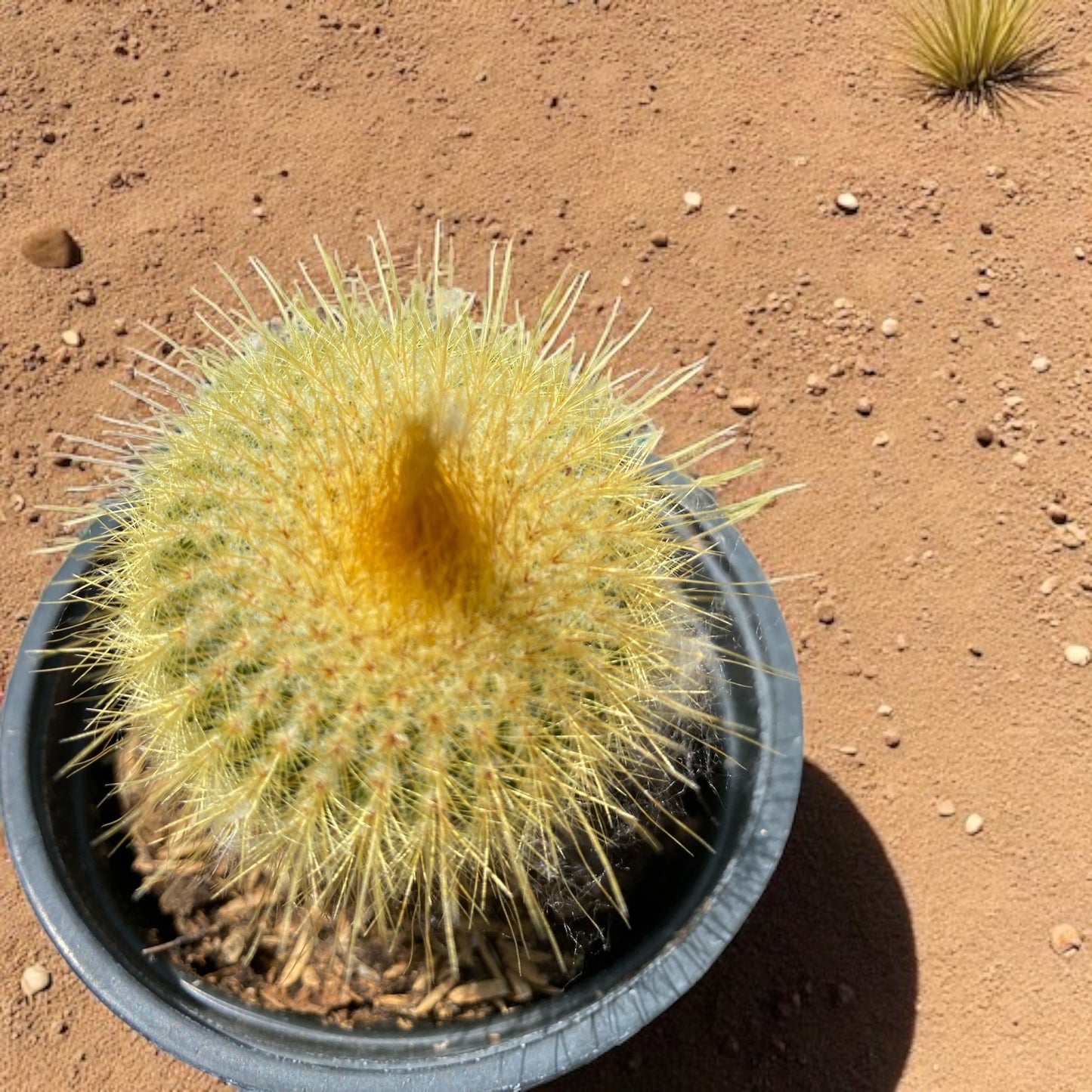 Brasilicactus Haselbergii Cactus- Scarlet Ball in 4” pot