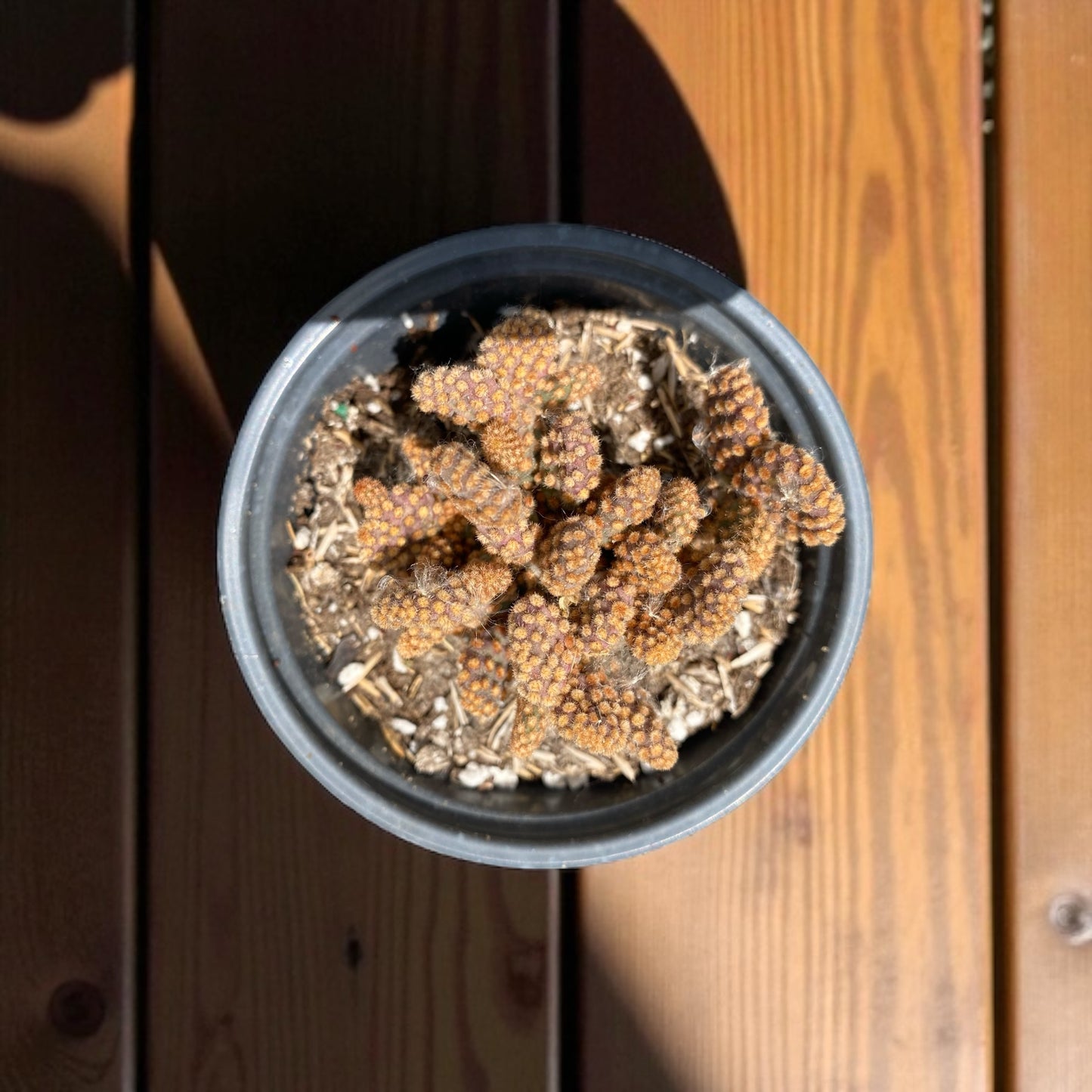 Opuntia Rufida Minima Montrose- Mini Cinnamon cactus 4” pot