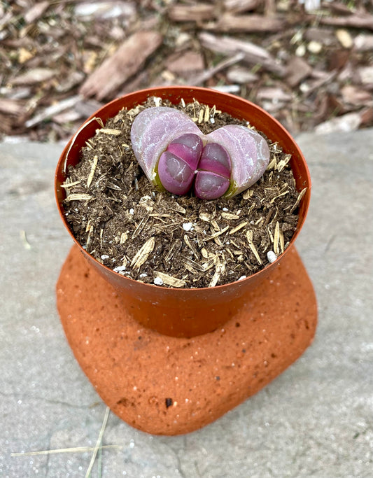 Lithops- Living Stones in 2” pot *RARE!* Mix