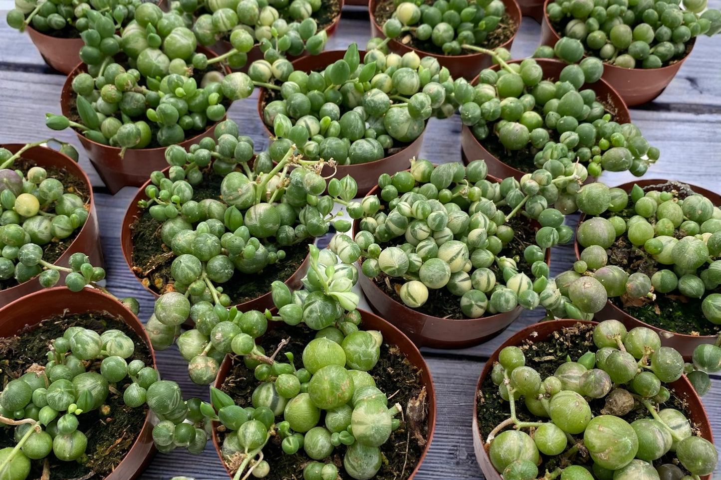 Variegated String of Pearls 2.5” pot
