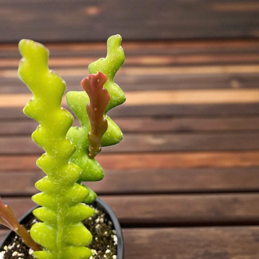 Disocactus Anguliger Cactus “ Fishbone Cactus” “ Zigzag plant”