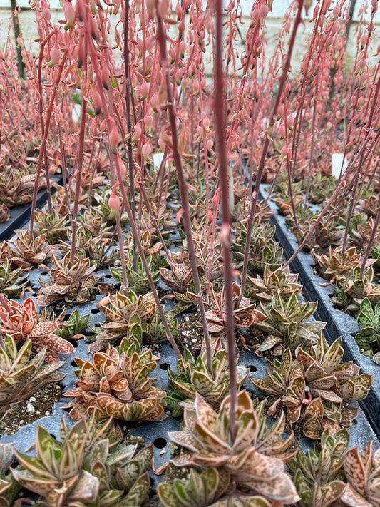 Gasteria “Lilliputana” well rooted plug