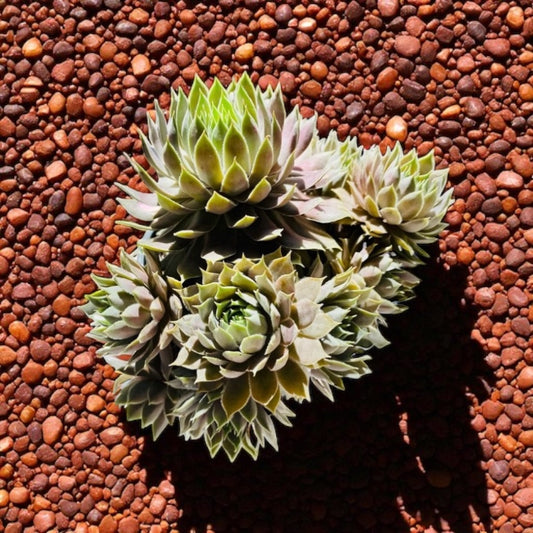Sempervivum ' Bronze Pastel' 4" pot