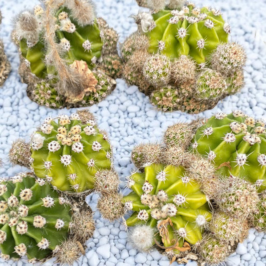 Echinopsis Eyriesii Cactus -Aka Easter lily cactus or Sea Urchin  *large plug*