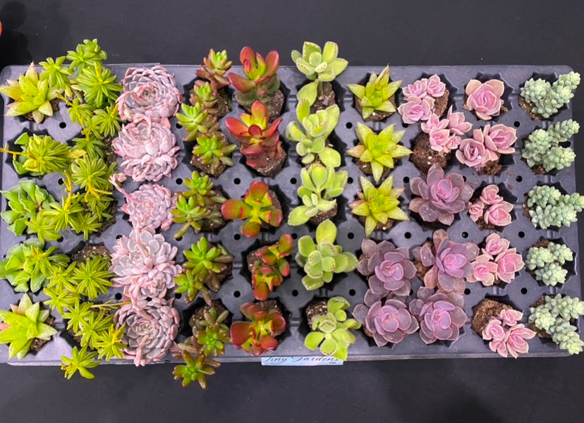 Custom Assorted live rooted Succulent plugs