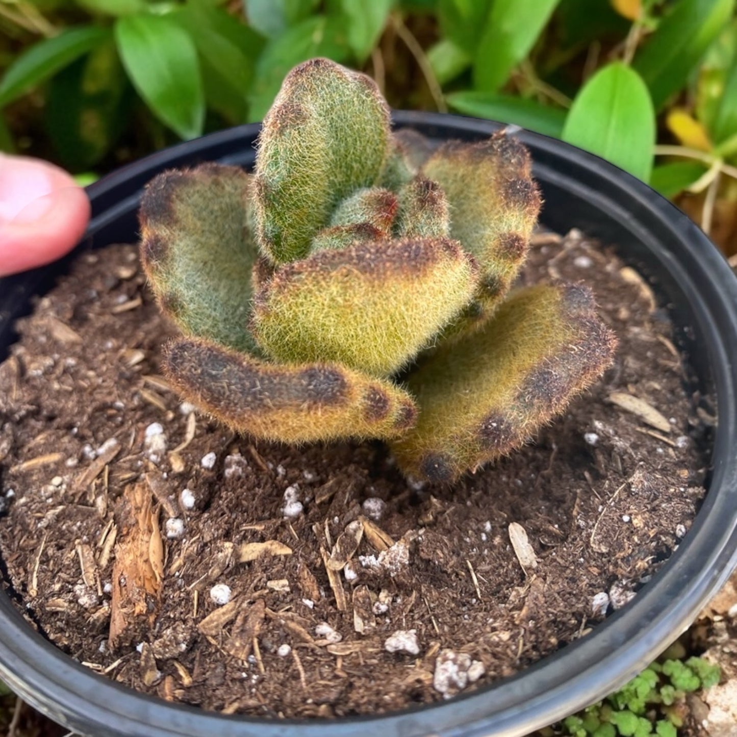 Kalanchoe Tomentosa “ Teddy Bear “ 4” pot