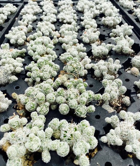 Thimble Cactus plug - Mammillaria Gracilis