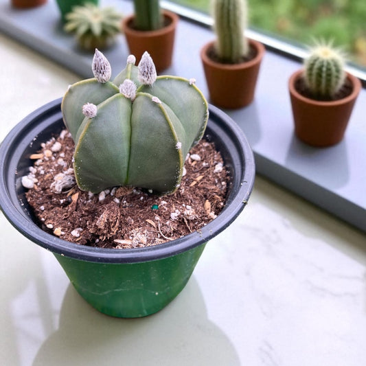 Astrophytum Myriostigma cactus - Bishops cap