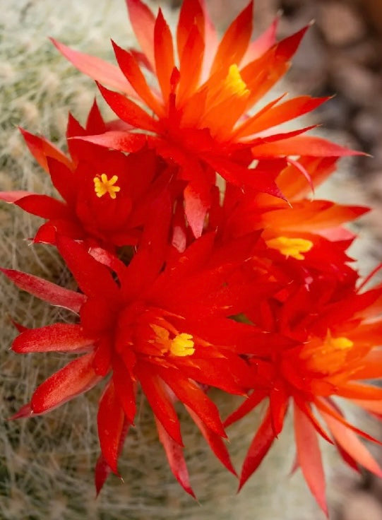 Brasilicactus Haselbergii Cactus- Scarlet Ball in 4” pot
