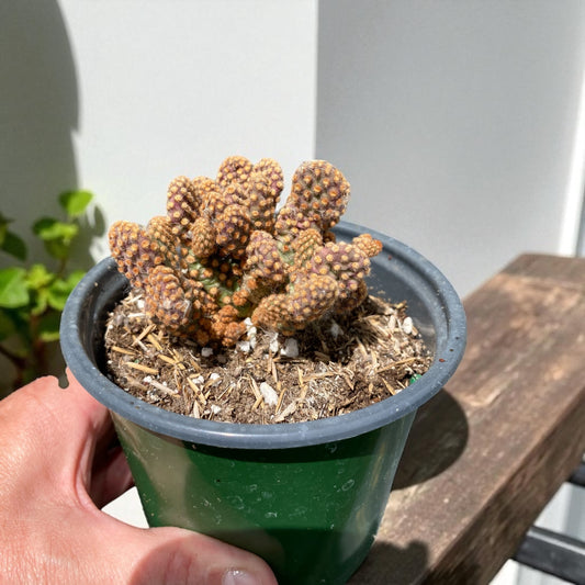 Opuntia Rufida Minima Montrose- Mini Cinnamon cactus 4” pot