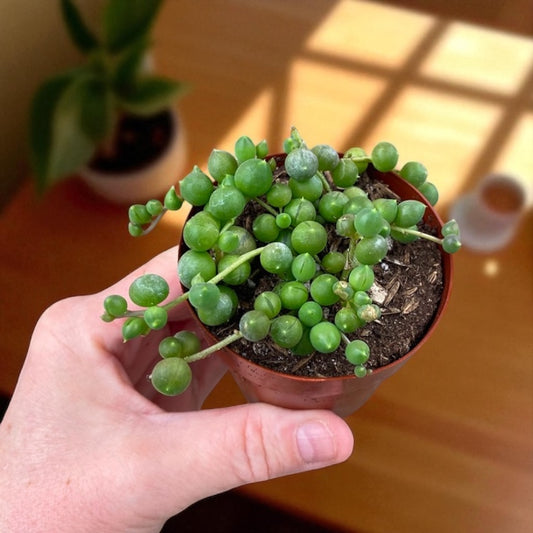 String of Pearls 2.5” pot