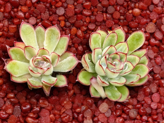 Echeveria Pelusida