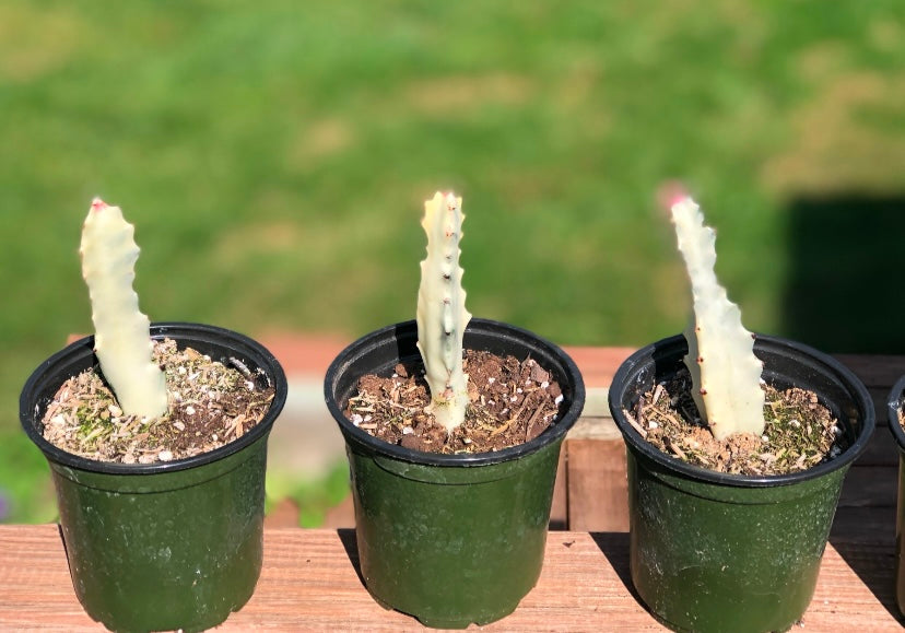 Euphorbia “ Dragon Bones Cactus” , “ White Ghost” or “ Candelabra Spurge”