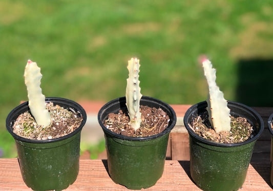 Euphorbia “ Dragon Bones Cactus” , “ White Ghost” or “ Candelabra Spurge”