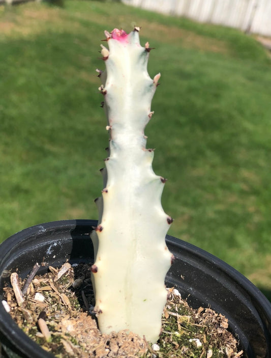 Euphorbia “ Dragon Bones Cactus” , “ White Ghost” or “ Candelabra Spurge”
