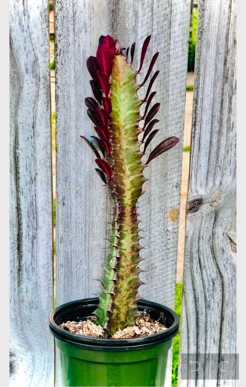 Euphorbia Trigona “ African Milk Tree”