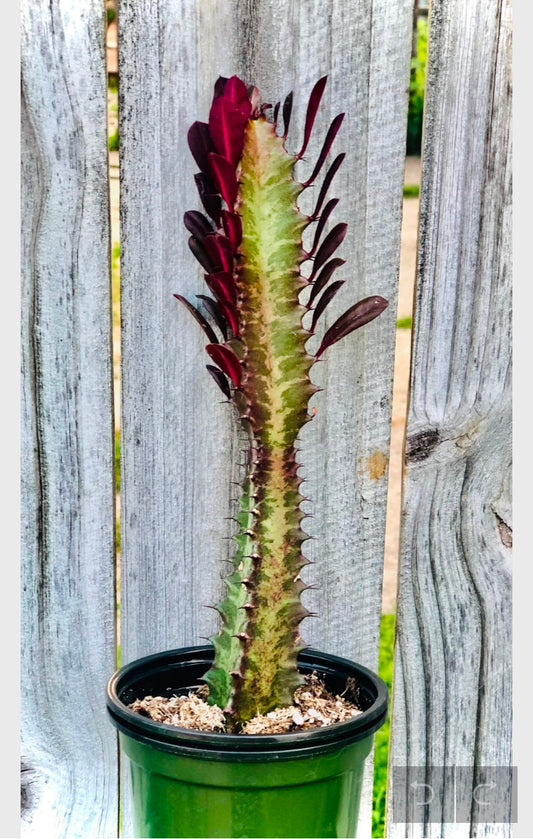 Euphorbia Trigona “ African Milk Tree”