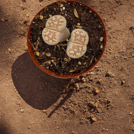 Lithops- Living Stones in 2” pot *RARE!* Mix