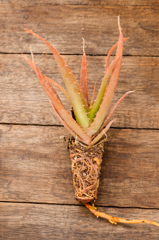 Aloe Humilis “ Hedgehog” plug