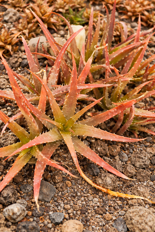 Aloe Humilis “ Hedgehog” plug