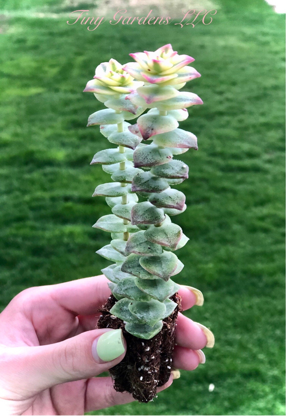 String of Buttons -Crassula " Perforata Varigata" Succulant