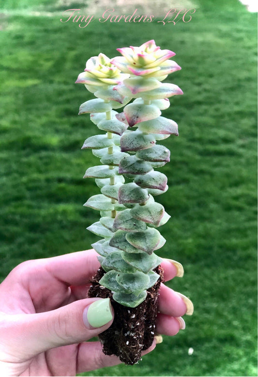String of Buttons -Crassula " Perforata Varigata" Succulant