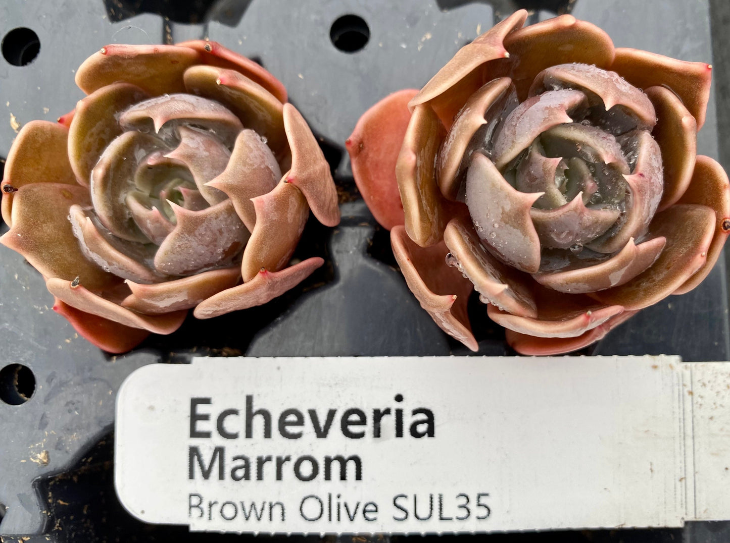 Echeveria 'Marrom'  Brown Olive , Brown Rose or Prince of Paradise