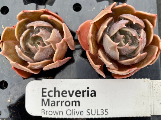 Echeveria 'Marrom'  Brown Olive , Brown Rose or Prince of Paradise