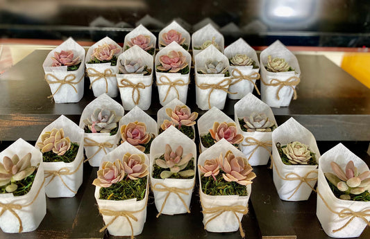 Succulent Favors/ Gifts