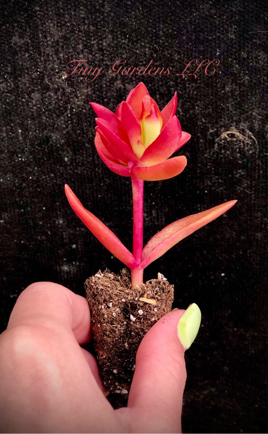 Crassula " Campfire"