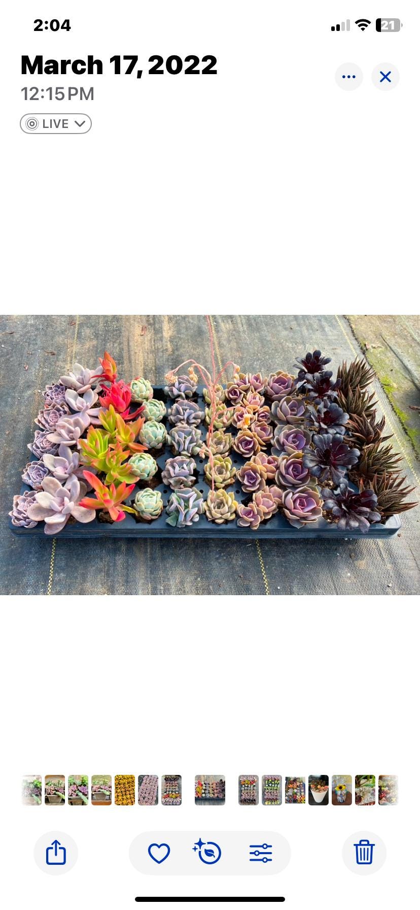Beautiful Succulents Box - one Dozen   !