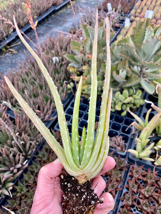 Aloe Vera Medicinal