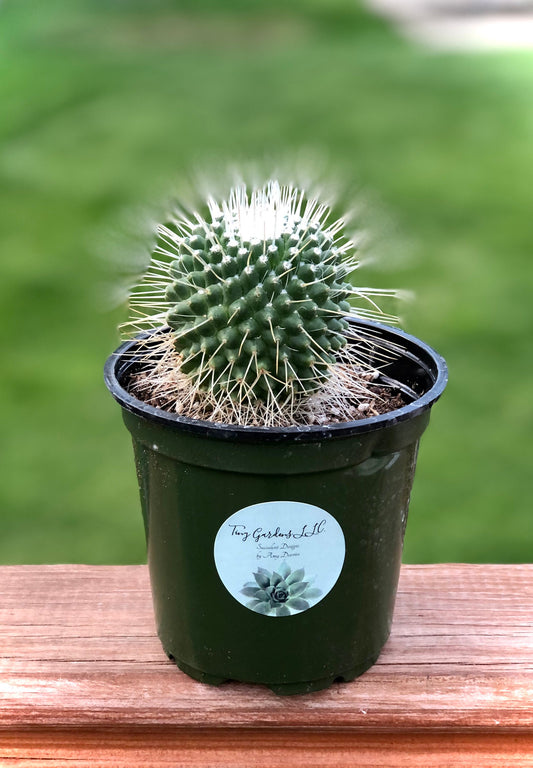 Mammillaria " Magnifica" Cactus