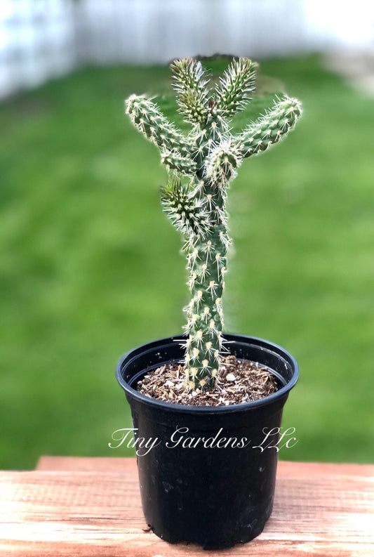 Mini Cholla "Cylindropuntia" Cactus