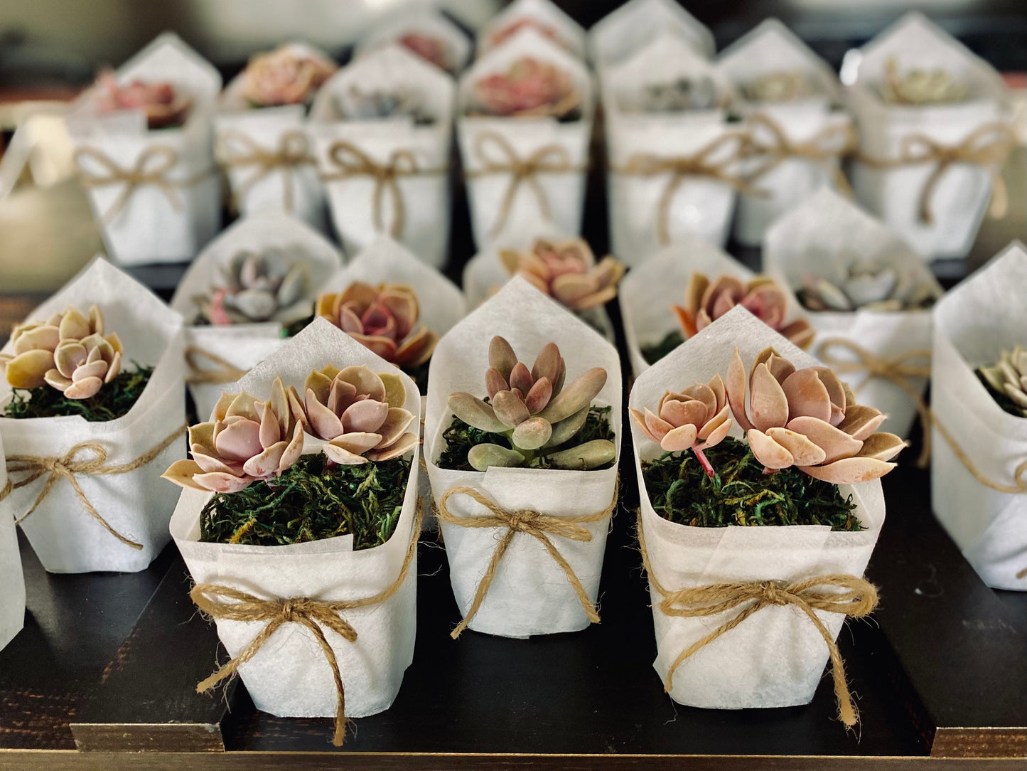 Succulent Favors/ Gifts