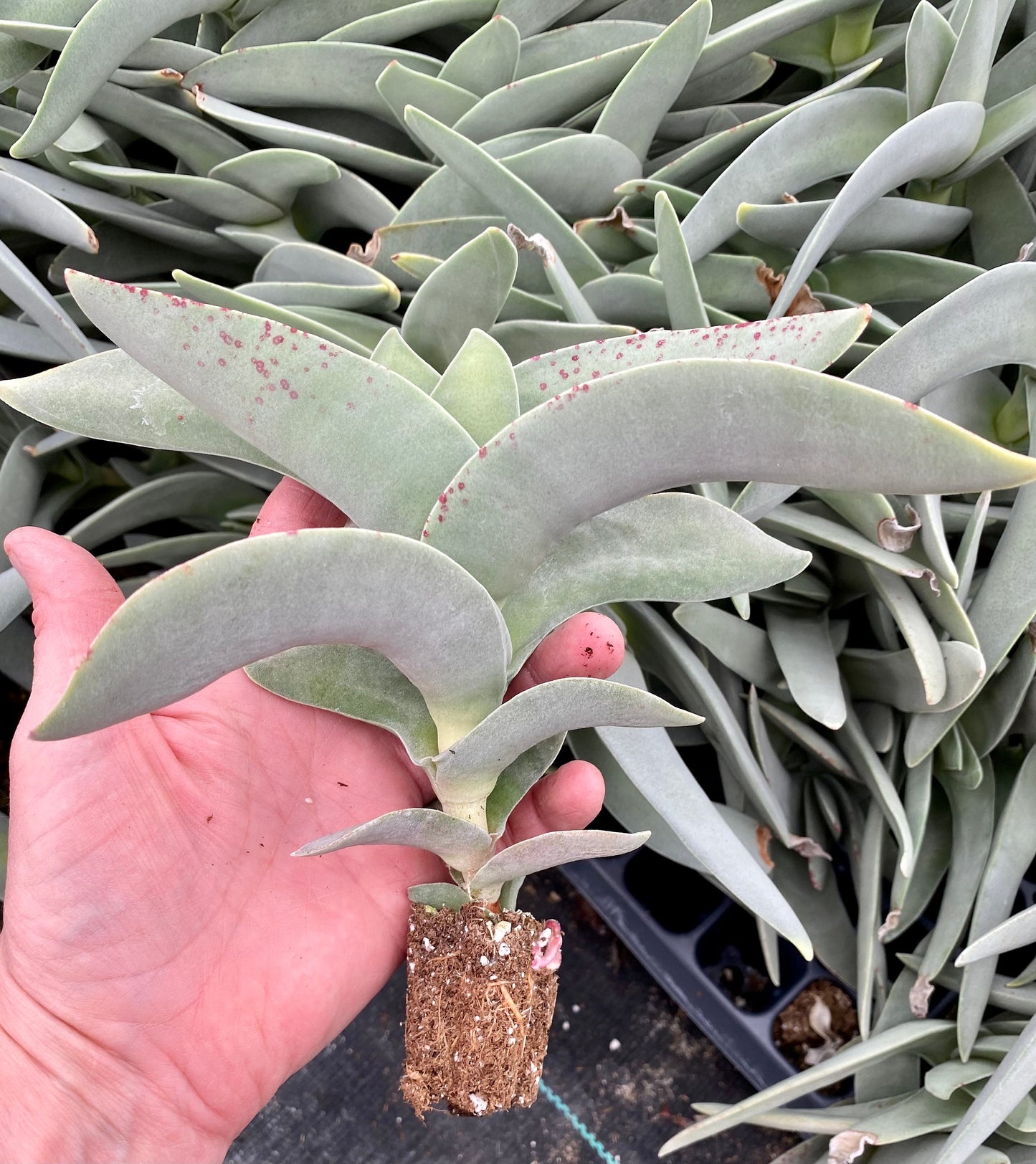 Crassula Falcata  - Helicopter or Propeller Plant