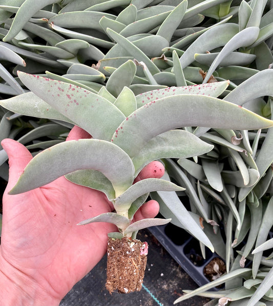 Crassula Falcata  - Helicopter or Propeller Plant