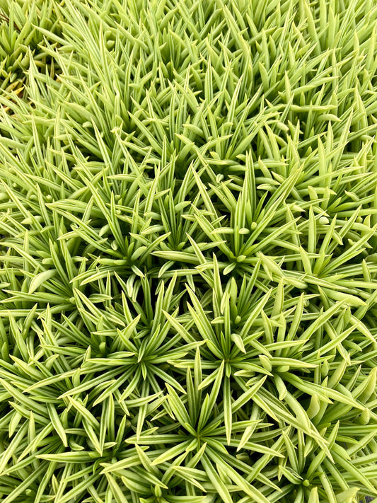 Peperomia Nevada
