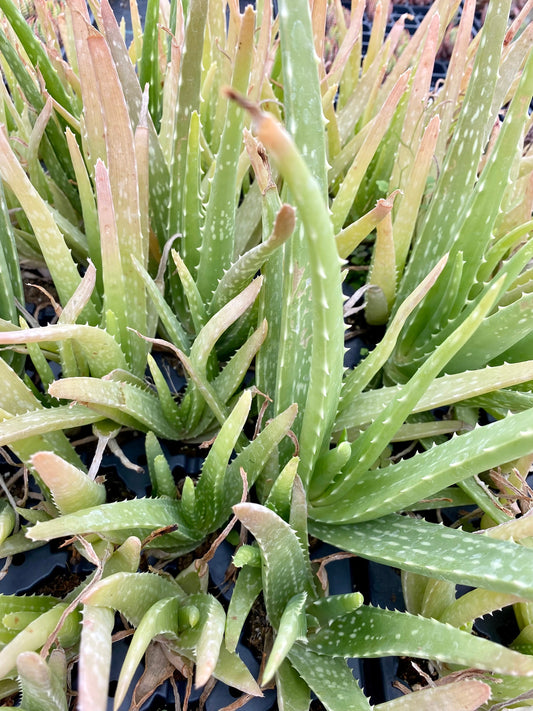 Aloe Vera Medicinal