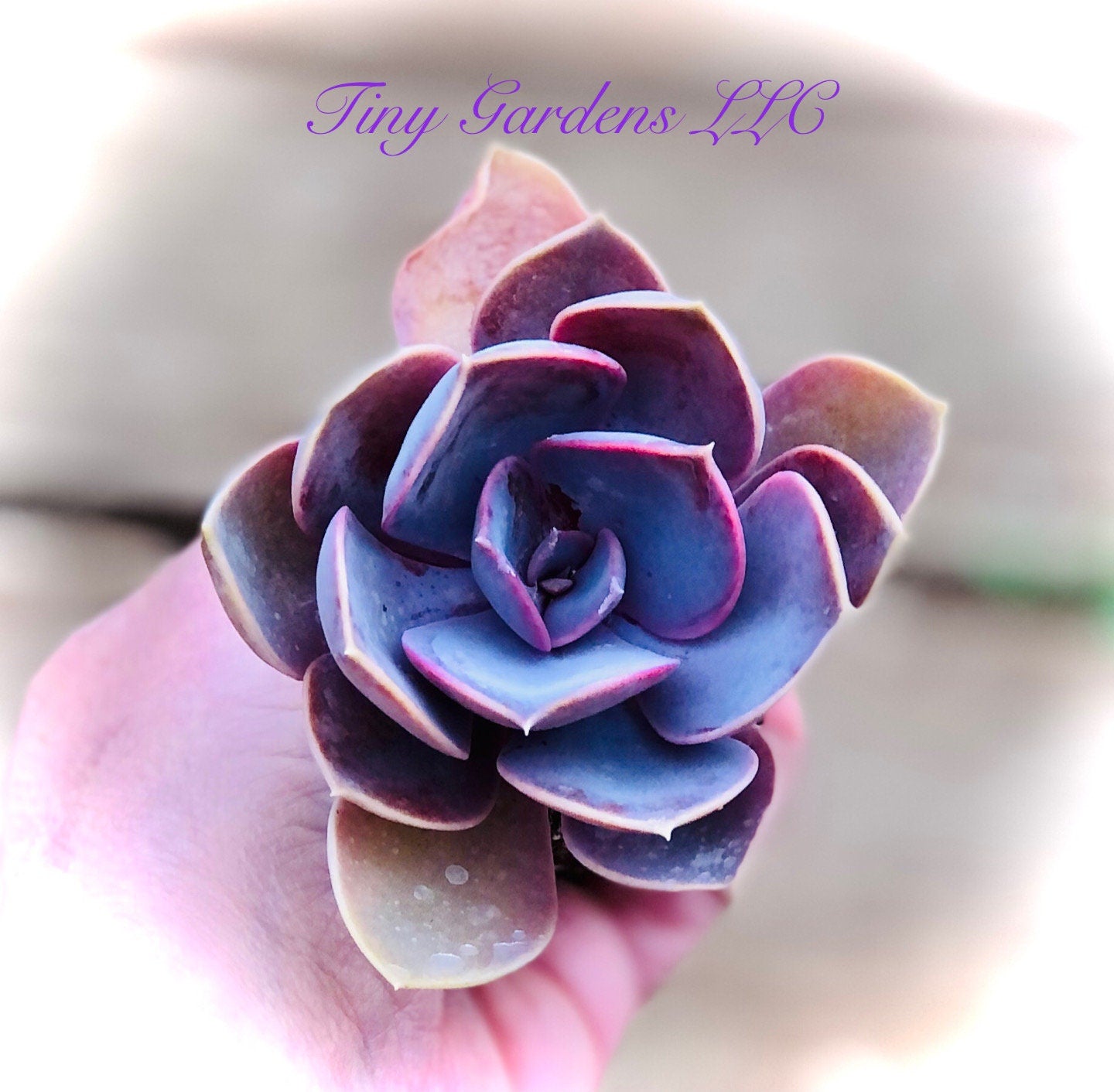 Echeveria "Perle Von Nurnberg" Succulent